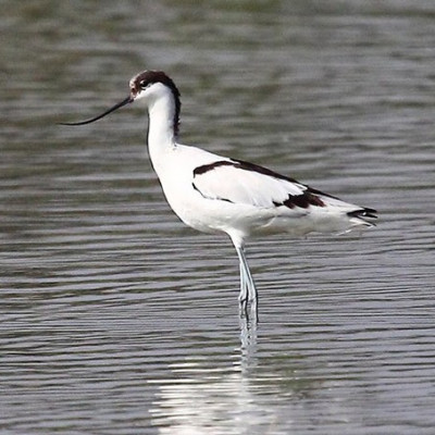 Pied Avocet